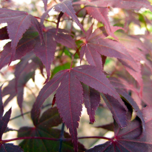 Japanese Maple  - Acer palmatum Bloodgood