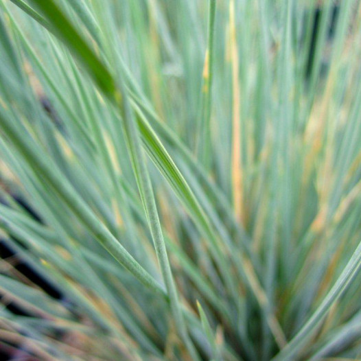 Blue Oat Grass  - Helictotrichon Sempervirens