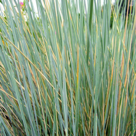 Blue Oat Grass  - Helictotrichon Sempervirens