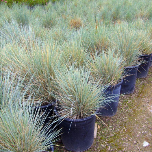 Blue Oat Grass  - Helictotrichon Sempervirens