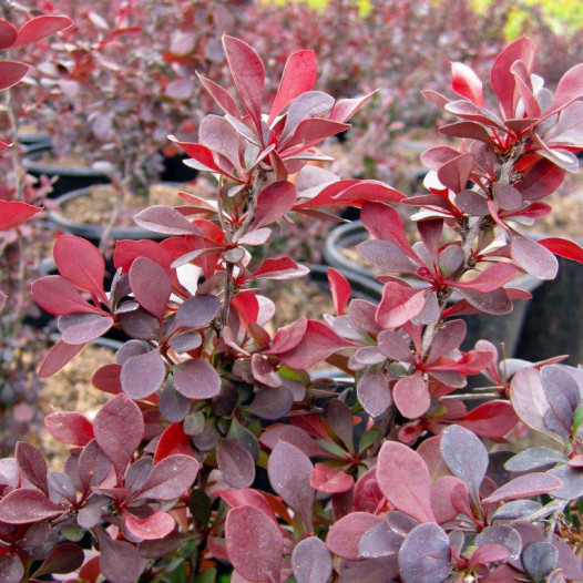 Red Japanese Barberry  - Berberis thunbergii Atropurpurea