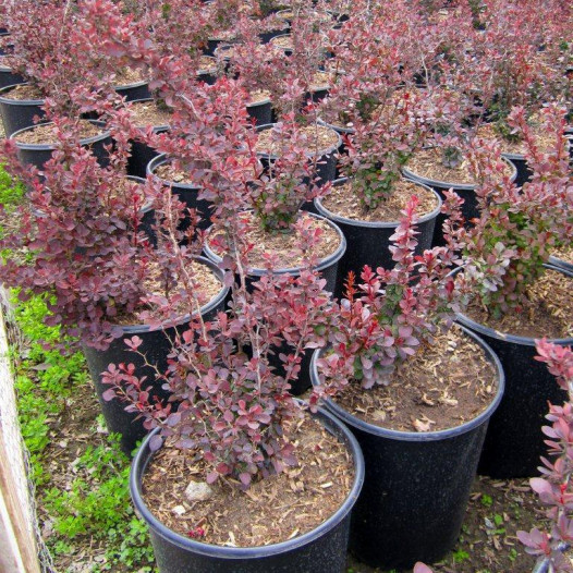 Red Japanese Barberry  - Berberis thunbergii Atropurpurea