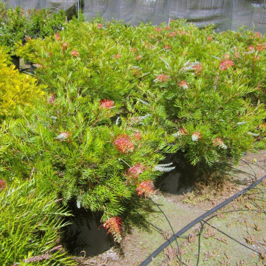 Grevillea  - Grevillea Supurb