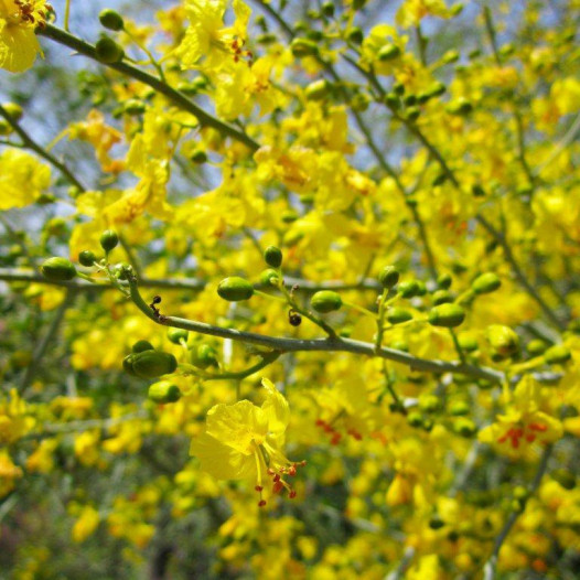 Blue Palo Verde  - Cercidium floridum