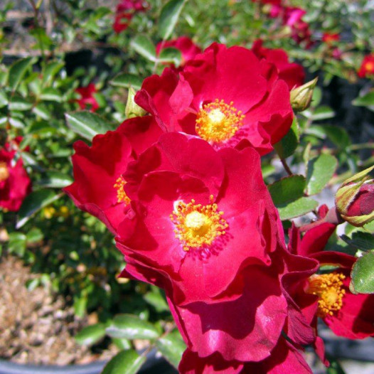 Bergundy Iceberg Rose - Bush Form  - Rosa Iceberg