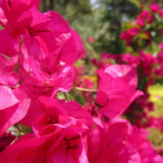 Barbara Karst Bougainvillea  - Bougainvillea 'Barbara Karst'