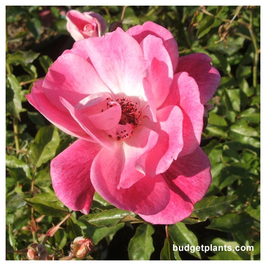 Bergundy Iceberg Rose - Tree Form  - Rosa Iceberg