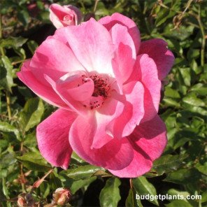 Bergundy Iceberg Rose - Tree Form - Rosa Iceberg