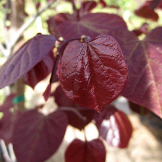 Forest Pansy Redbud -Multi Trunk  - Cercis occidentalis Forest Pansy