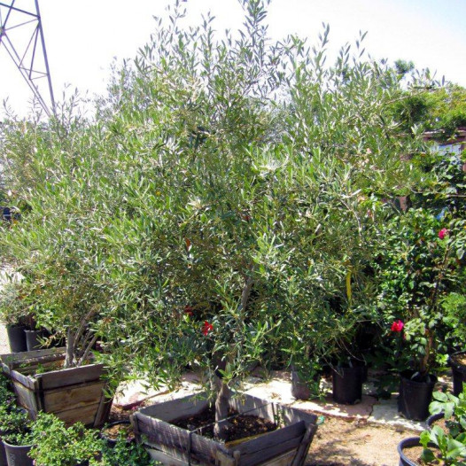 Semi-Fruitless Olive - Multi Trunk  - Olea europaea Wilsonii