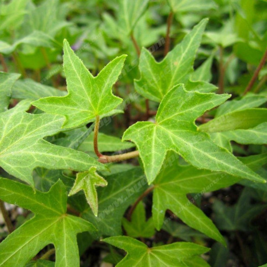 English Ivy  - Hedera helix