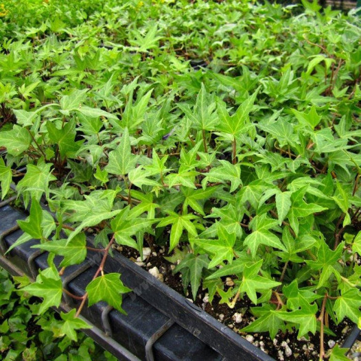 English Ivy - Hedera helix