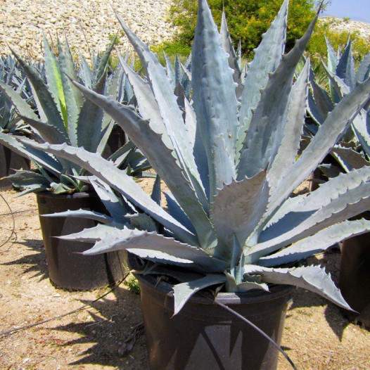 Century Plant  - Agave americana