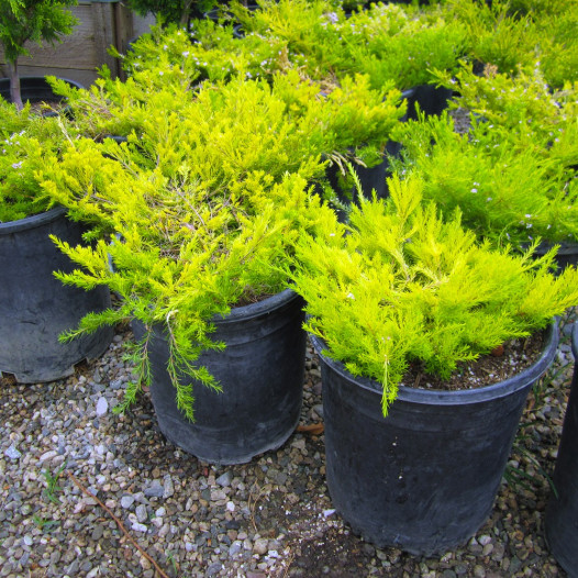 Gold Breath of Heaven - Coleonema pulchrum 'Sunset Gold'