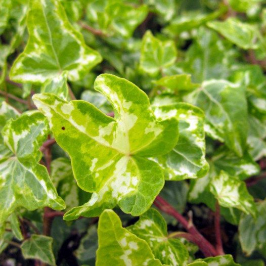 English Ivy Variegated  - Hedera helix Variegata