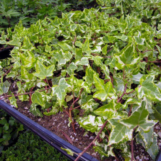 English Ivy Variegated  - Hedera helix Variegata