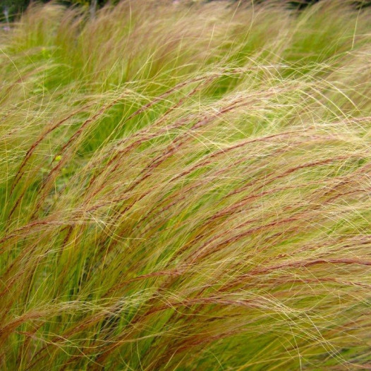 Mexican Feather Grass  - Nassella Stipa tenuissima
