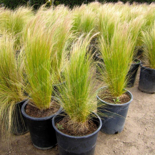 Mexican Feather Grass  - Nassella Stipa tenuissima