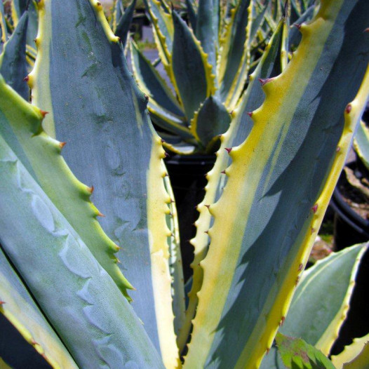 Variegated Century Plant  - Agave americana Marginata