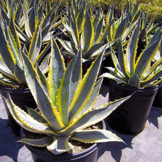 Variegated Century Plant  - Agave americana Marginata