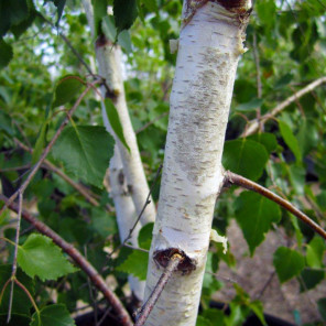 European White Birch - Single Trunk - Betula pendula