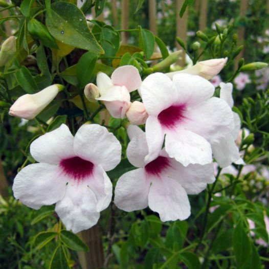 Bower Vine - On Stake  - Pandorea jasminoides