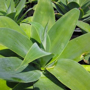 Fox Tail Agave - Agave attenuata