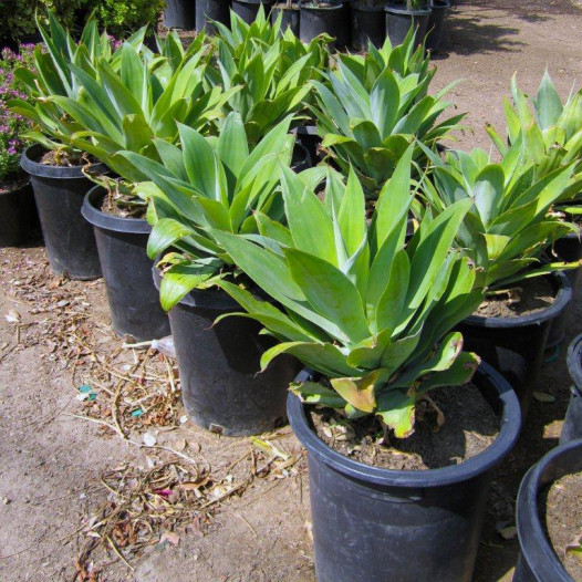 Fox Tail Agave - Agave attenuata