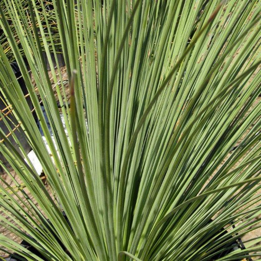 Mexican Grass Tree  - Dasylirion Longissimum