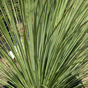 Mexican Grass Tree - Dasylirion Longissimum