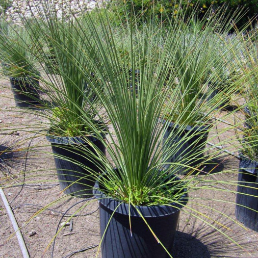 Mexican Grass Tree  - Dasylirion Longissimum