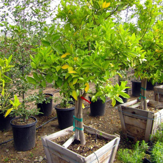 Valencia Orange Tree  - Citrus sinensis 'Valencia'