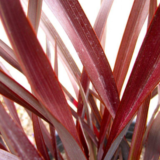 New Zealand Flax  - Phormium Amazing Red