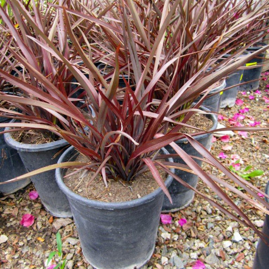 New Zealand Flax - Phormium Amazing Red