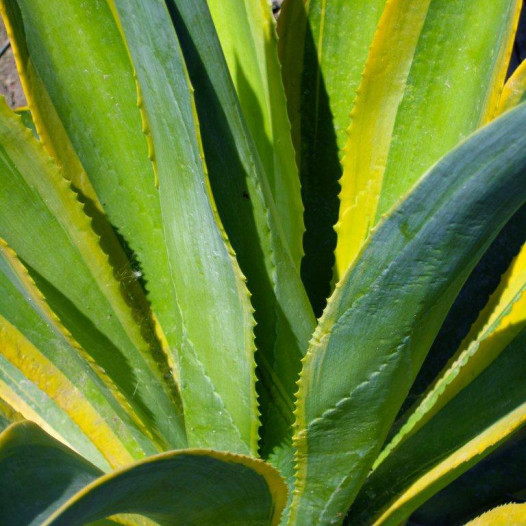 Variegated Dwarf Agave  - Agave desmettiana 'Variegata'