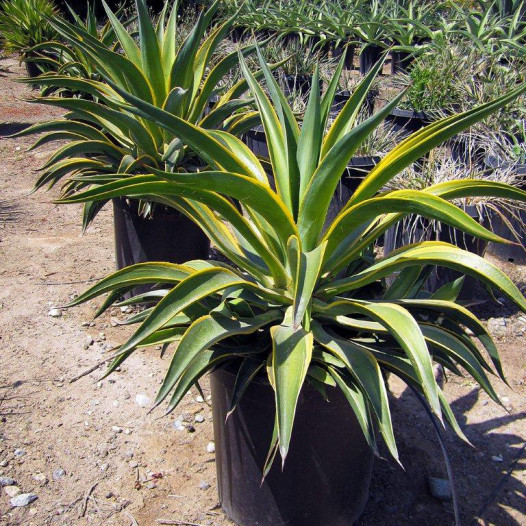 Variegated Dwarf Agave  - Agave desmettiana 'Variegata'