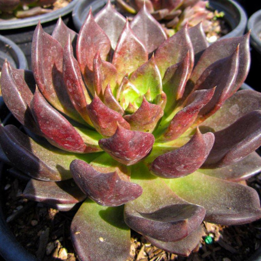 Black Prince Echeveria  - Echeveria Black Prince