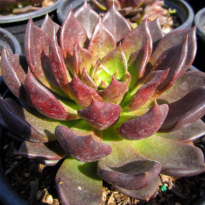 Black Prince Echeveria - Echeveria Black Prince