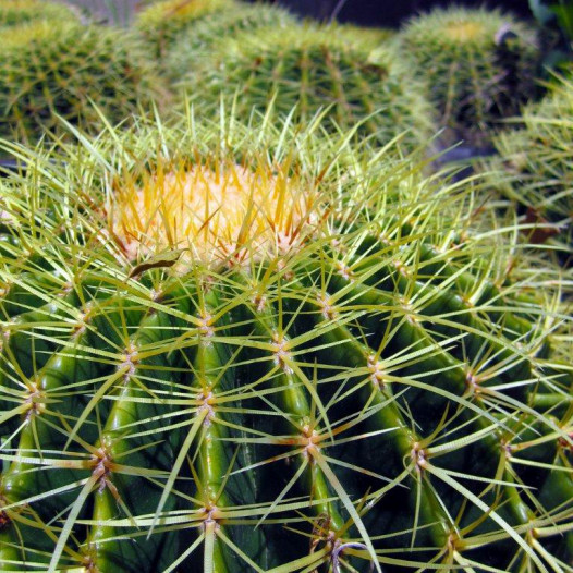 Golden Barrel Cactus  - Echinocactus grusonii