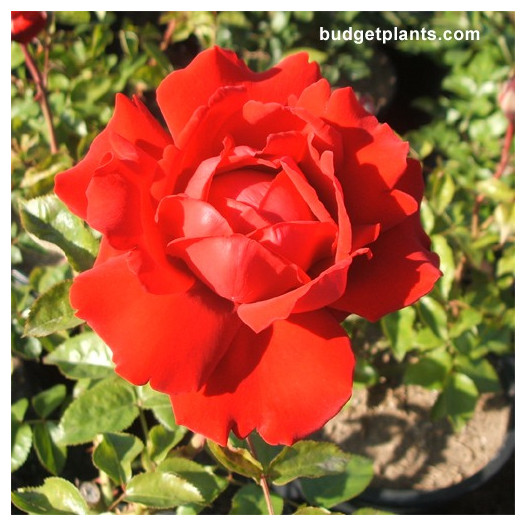 Arizona Hybrid Tea Rose - Bush Form  - Rosa Arizona