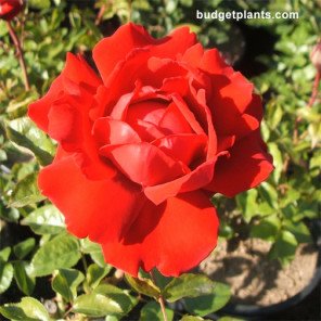 Arizona Hybrid Tea Rose - Bush Form - Rosa Arizona