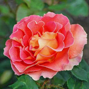 Arizona Hybrid Tea Rose - Tree Form - Rosa Arizona