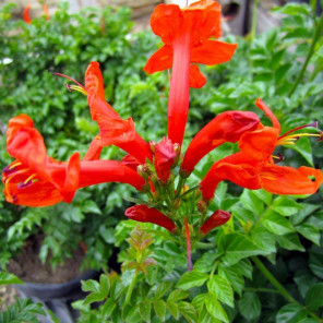 Cape Honeysuckle - Bush Form - Tecoma Capensis