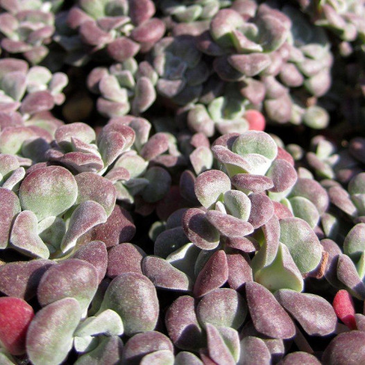 Purple Stonecrop  - Sedum spathulifolium Purpureum
