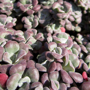 Purple Stonecrop - Sedum spathulifolium Purpureum