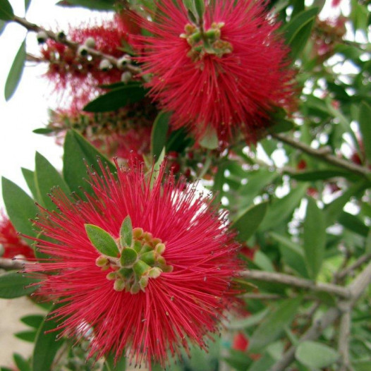 Little John Bottlebrush  - Callistemon citrinus