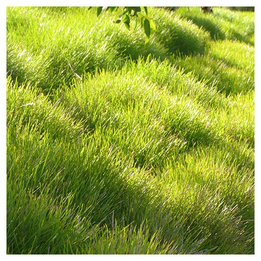 Dwarf Mat Rush  - Lomandra longifolia 'Breeze'