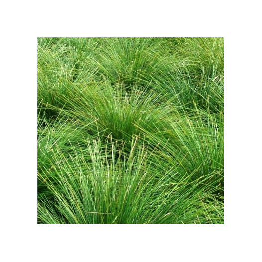 Dwarf Mat Rush  - Lomandra longifolia 'Breeze'