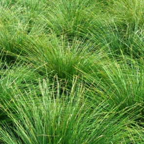 Dwarf Mat Rush - Lomandra longifolia 'Breeze'