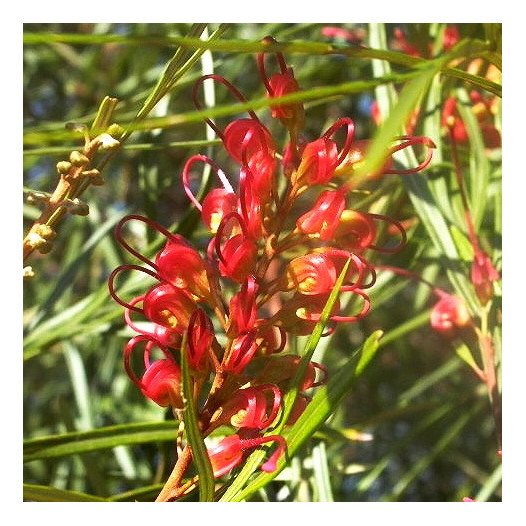 Firesprite Grevillea  - Grevillea 'Firesprite'